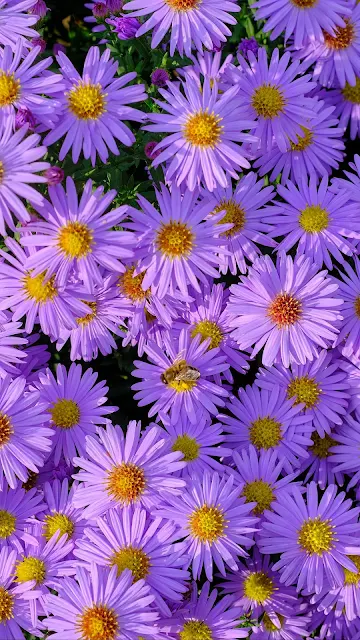 Wallpaper Symphiotrichum, Purple Flowers, Garden