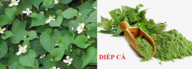 CÂY RAU LÀM THUỐC - DIẾP CÁ - Houttuynia cordata