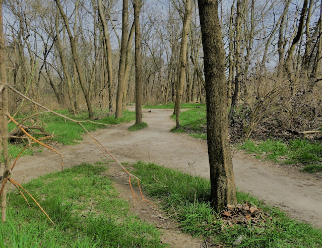 A divergence of paths. Castlewood State Park, Missouri. April 2018. Credit: Mzuriana.