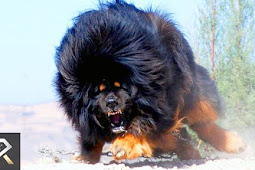 Tibetan Mastiff Dog Breed Information, size, price, puppy pictures 