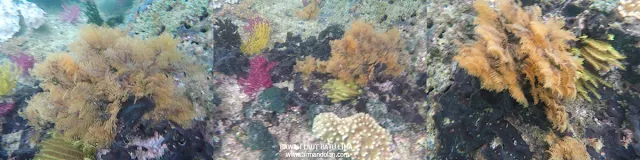 Batu Lima Raja Ampat