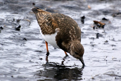 Stienpikker - Steenloper - Arenaria interpres