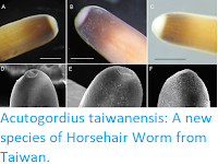 http://sciencythoughts.blogspot.co.uk/2017/12/acutogordius-taiwanensis-new-species-of.html