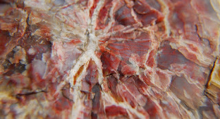 Petrified Wood close up