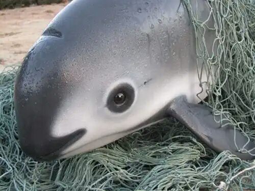 facts about the vaquita