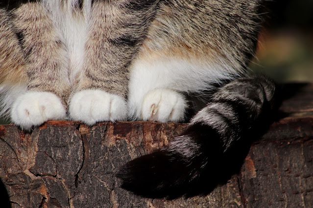 gatito curiosciencia