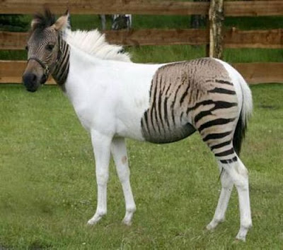 Zorse Seen On www.coolpicturegallery.us