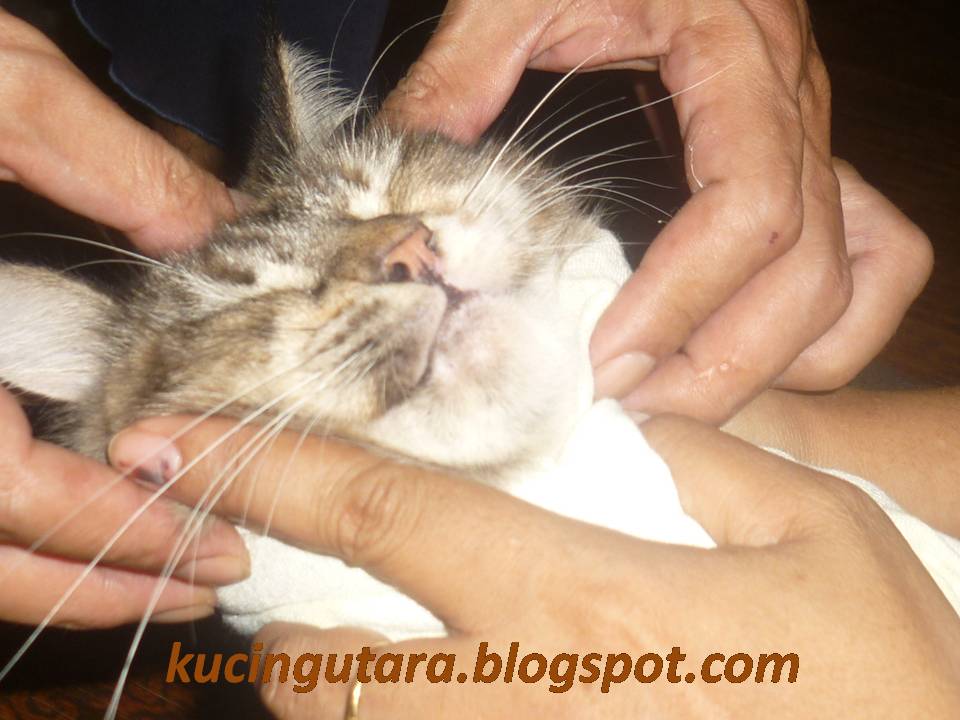 Kucing Utara: Pemberian Ubat Cacing Kucing