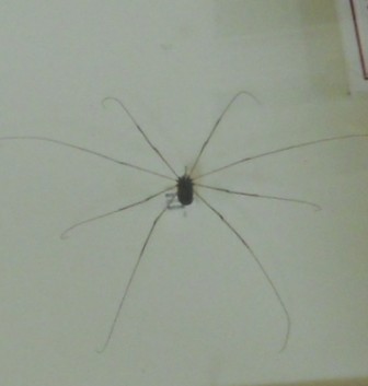 気持ち悪い 足が長い蜘蛛みたいな虫 ザトウムシは足が取れると死ぬ 毒や害はあるのか