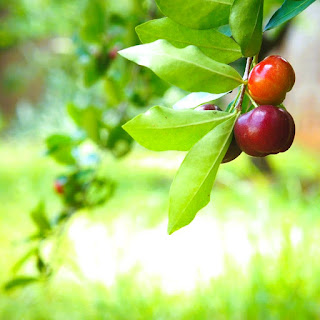 West-Indische kers, Malpighia glabra, Malpighia emarginata, Malpighia punicifolia, acerola, acerolla, barbadoskers, Puerto-Ricaanse kers