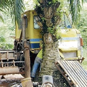 Mati Tersepit Celah Pokok Kelapa Sawit