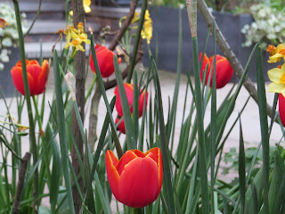 Red flowers