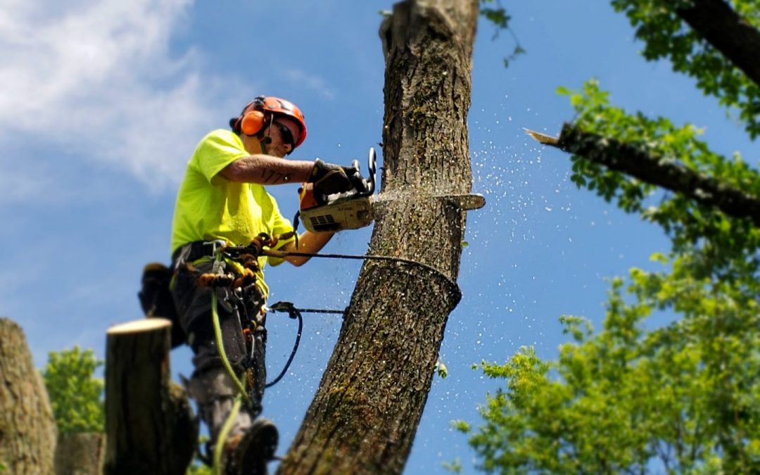 Tree Services