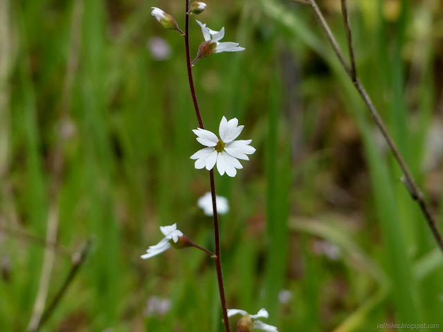 108: white flowers