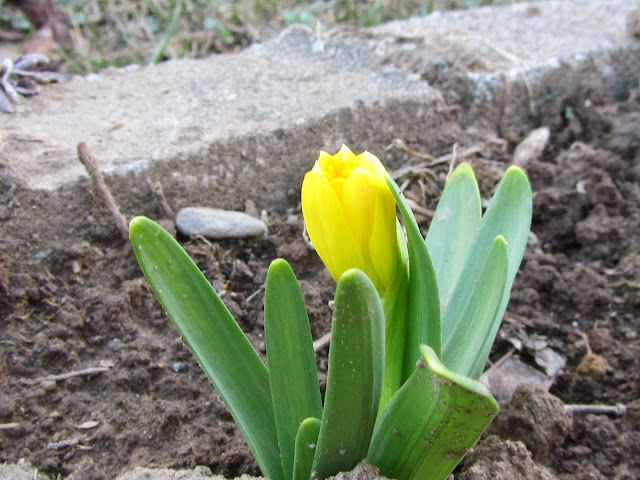 Apertura Bocciolo Narciso 