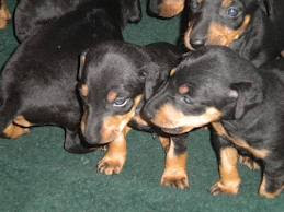 manchester terrier pups