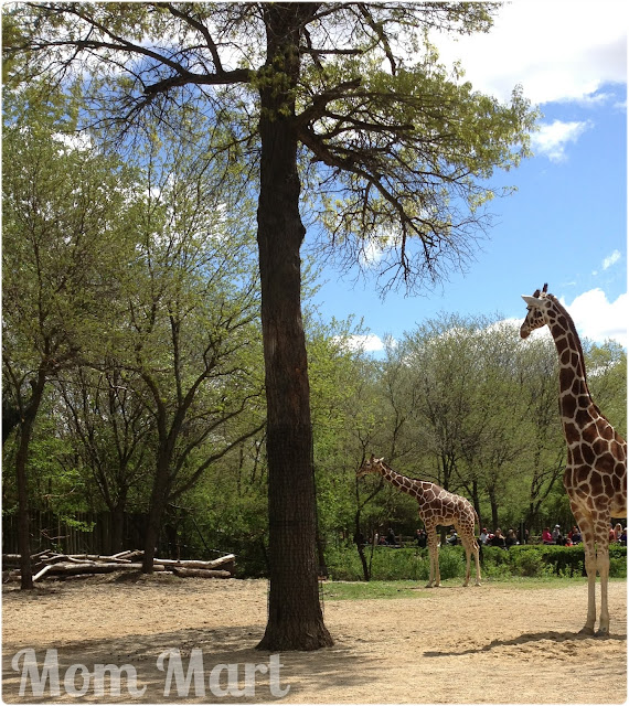 Giraffes at the Brookfield Zoo with the boys