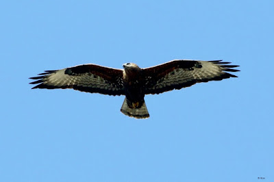 Long-legged Buzzard