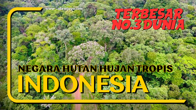 Indonesia, Negara dengan Hutan Hujan Tropis Terbesar ke-3 di Dunia