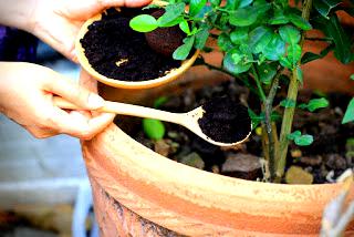 Coffee Ground as Fertilizer