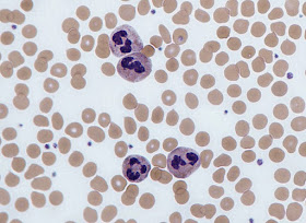 Neutrophil white blood cells