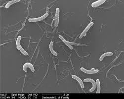 Vibrio cholerae