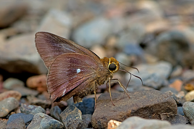 Hasora badra the Common Awl butterfly