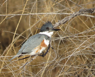 Belted Kingfisher