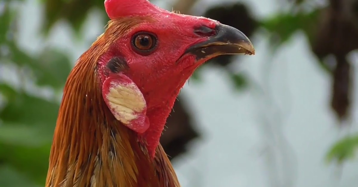 11 Ciri Ciri Ayam Peru Asli yang  Sehat dan Berkualitas 