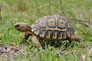 leopard tortoise