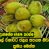 පොල් වගාවට ජලය සපයන නිවැරදි ක්‍රමය මෙන්න.