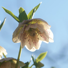 Helleborus i haven