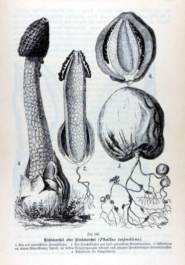 Anthurus d'Archer - Phallus impudicus