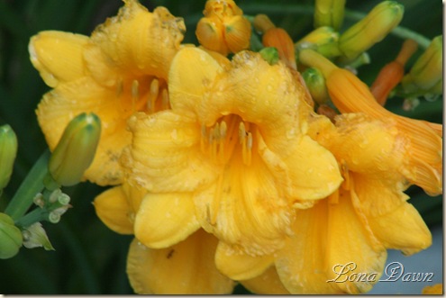 Lily_Stella_Rain
