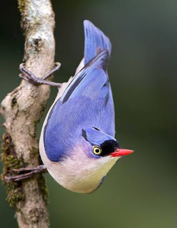 Suara Masteran Burung Rambatan ialah spesies burung berukuran kecil dan mempunyai warna bulu yang lebih banyak didominasi biru dibagian Suara Masteran Burung Rambatan