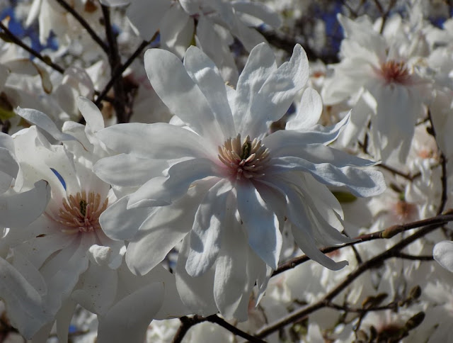 Magnolia × loebneri 'Spring Joy'