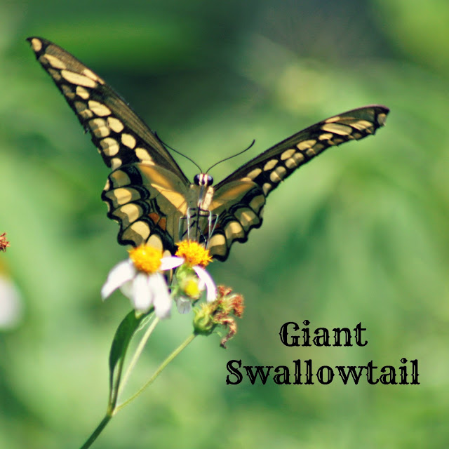 butterflies, butterfly, giant swollowtail butterfly, swallowtail, florida butterfly