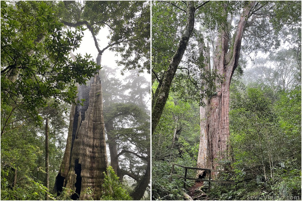 北得拉曼巨木步道