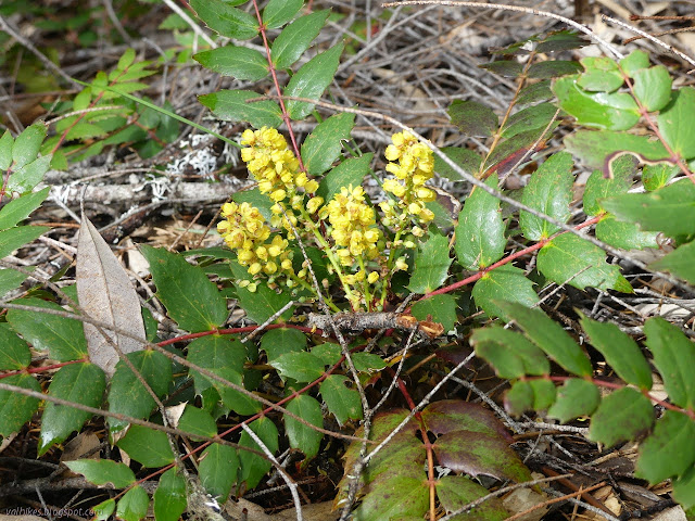 yellow flowers among spiked leaves