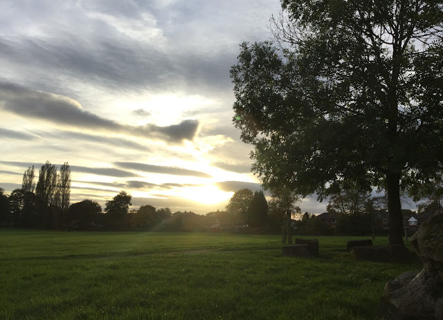 sunset tree Longford Park, Stretford, Manchester, England