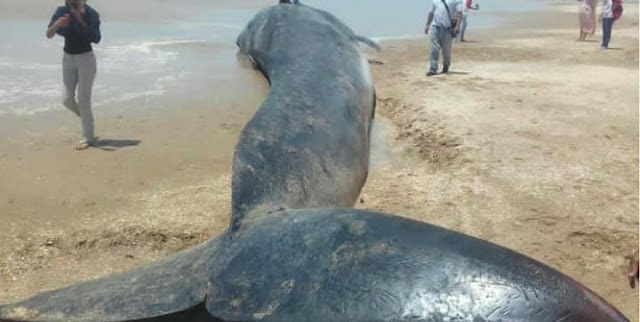 Aparece una criatura marina gigante en playa de El Mojan en el estado Zulia