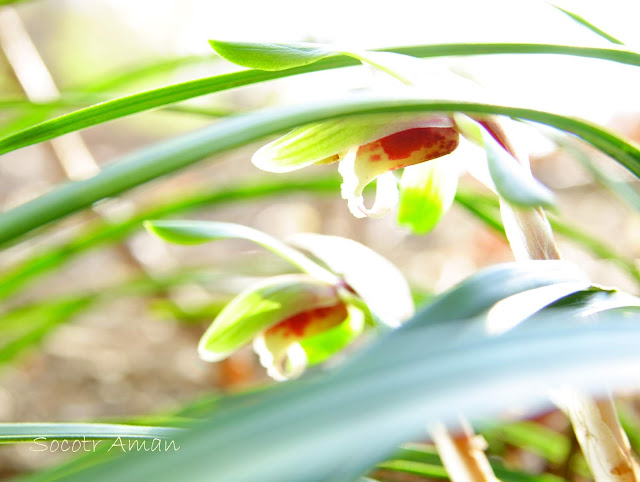 Cymbidium goeringii