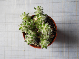 Portulaca werdermanii