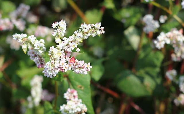 Buckwheat Flowers Pictures