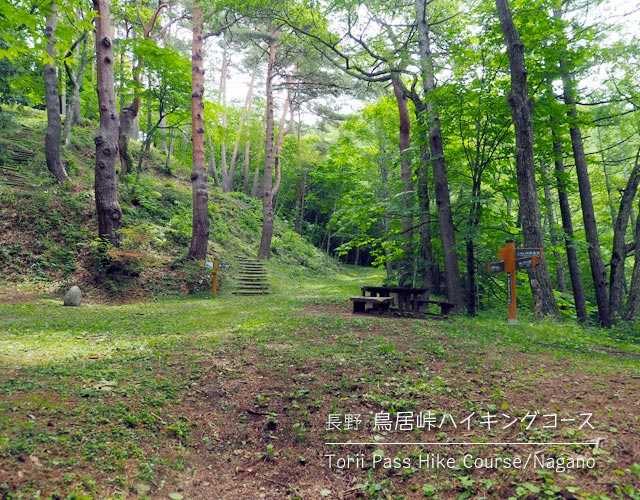 鳥居峠ハイキングコースの丸太階段