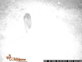 unknown animal on trail cam, camera, deer, opossum, raccoon