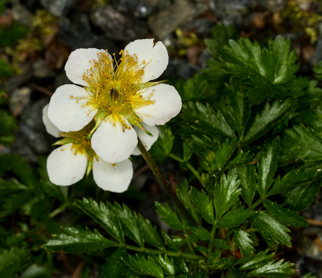 Sieversia pentapetala