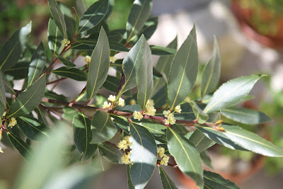 Laurus nobilis