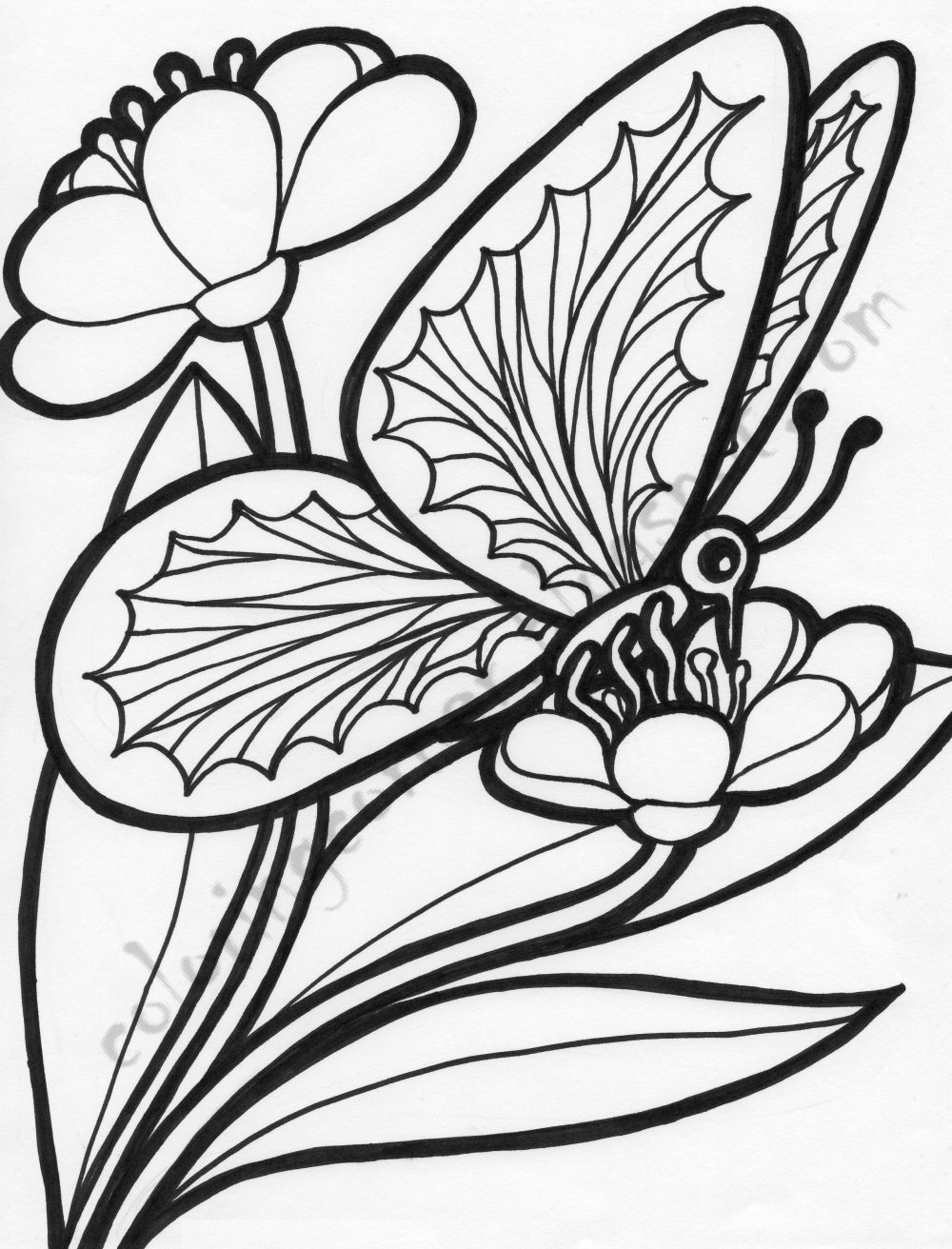 Printable Adult Butterfly Coloring Pages 4