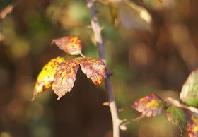 Norfolk Boxing day countryside in pictures